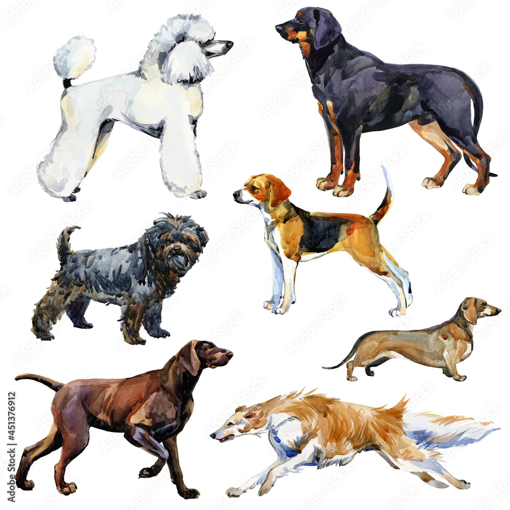 Dogs Collection. Watercolor illustration of a different breeds of dogs Isolated on white.