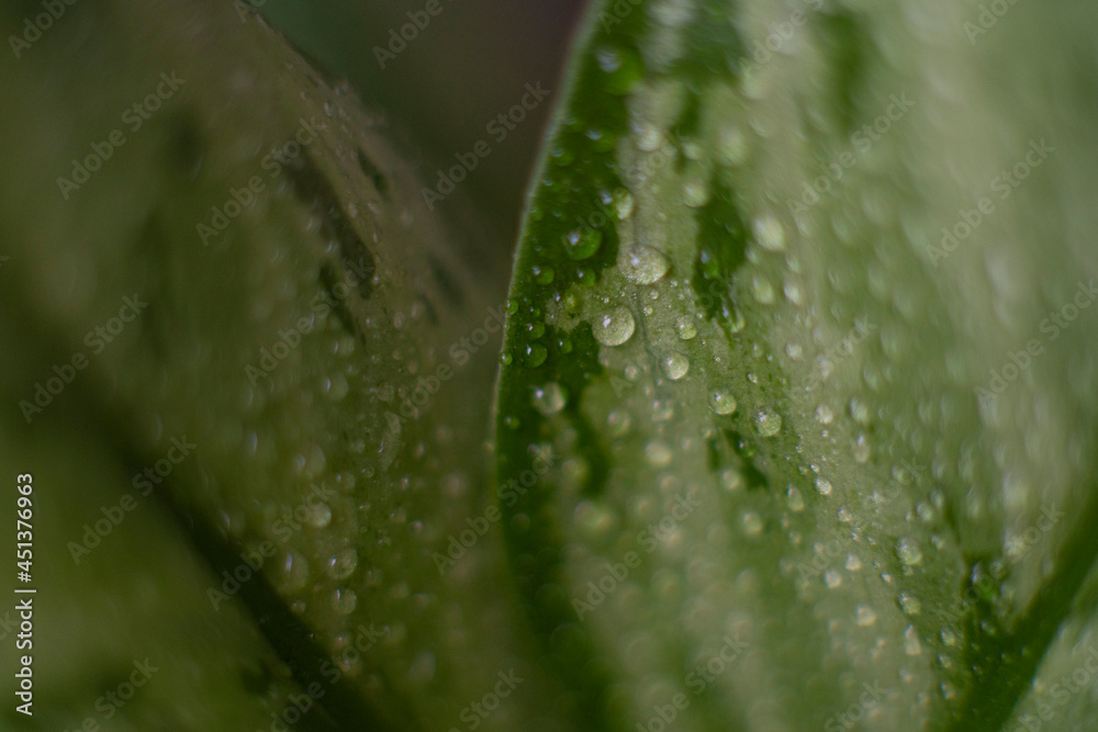 indoor flower aglaonema leaves in drops of water macro photo indoor flower aglaonema leaves in drops of water macro photo