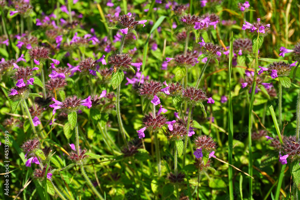 Gemeiner Wirbeldost, Clinopodium vulgare, wild basil