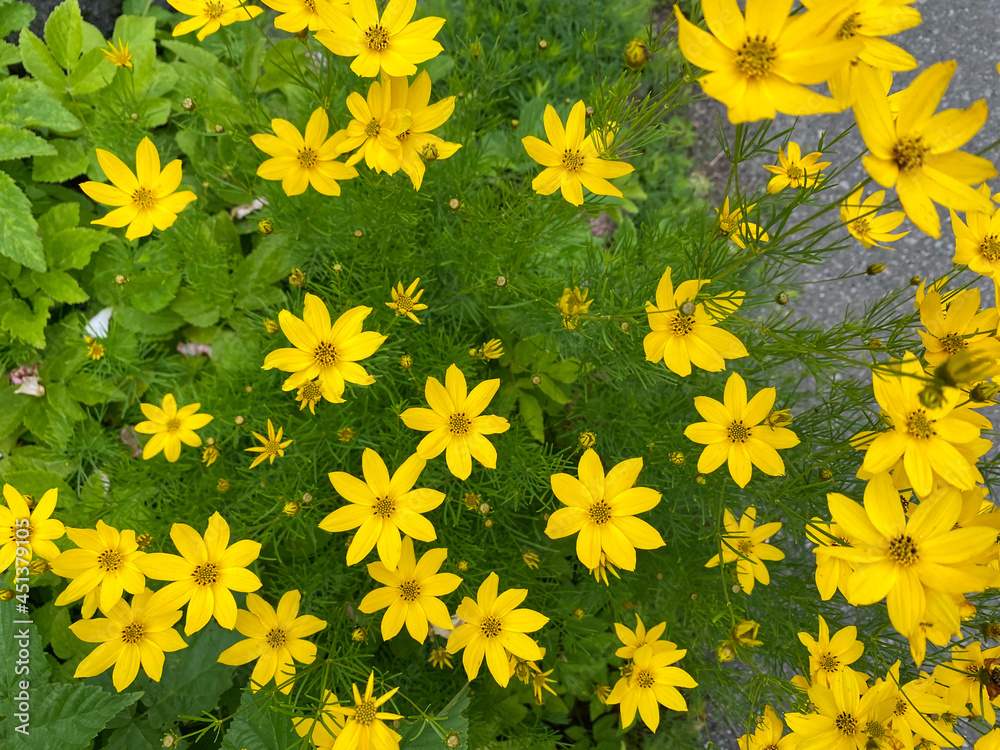 yellow flowers background yellow flowers background