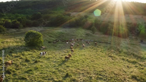 Aerial shot at golden hour. Cattle herd grazing on a large pasture. Eco friendly farming. Respect for animals