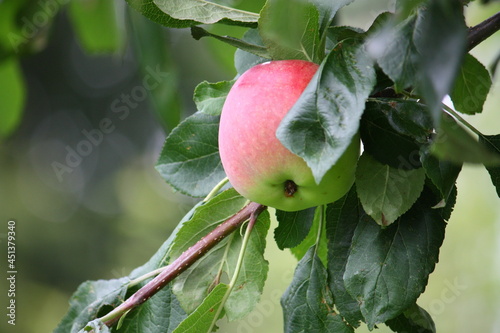фотографія Ripe apple on the tree
