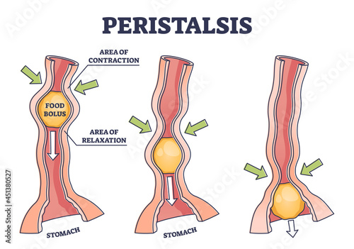 Peristalsis as anatomical food swallow process explanation outline diagram. Educational labeled healthy gastrointestinal food bolus movement reflex with body contraction area vector illustration.