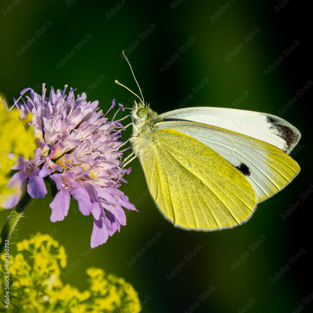 Naklejka premium Close up of a butterfly on a purple flower