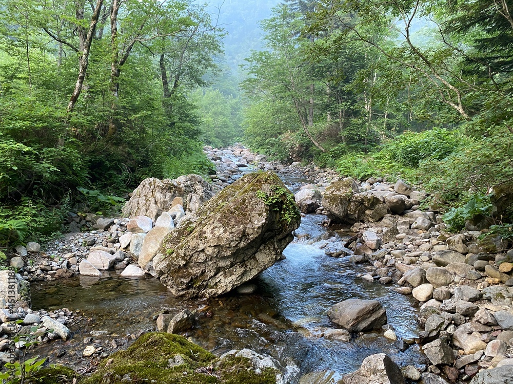 mountain river in the forest mountain river in the forest