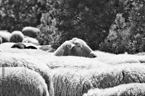 sheep in the field in black and white