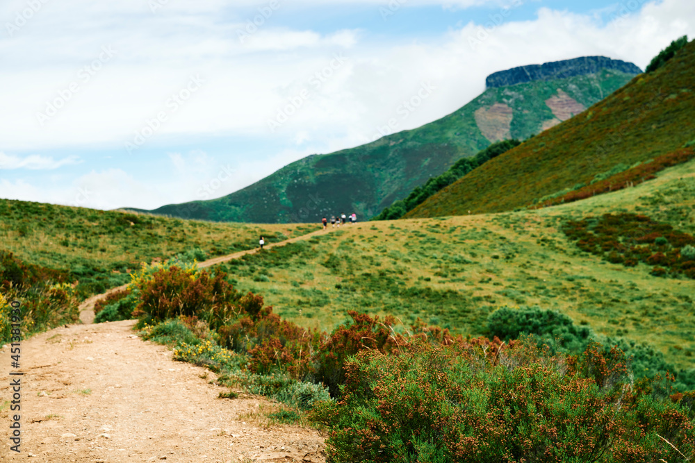 Fototapeta premium vineyard
