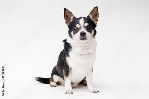 Portrait of cute puppy chihuahua. Little smiling dog on gray background. Free space for text.