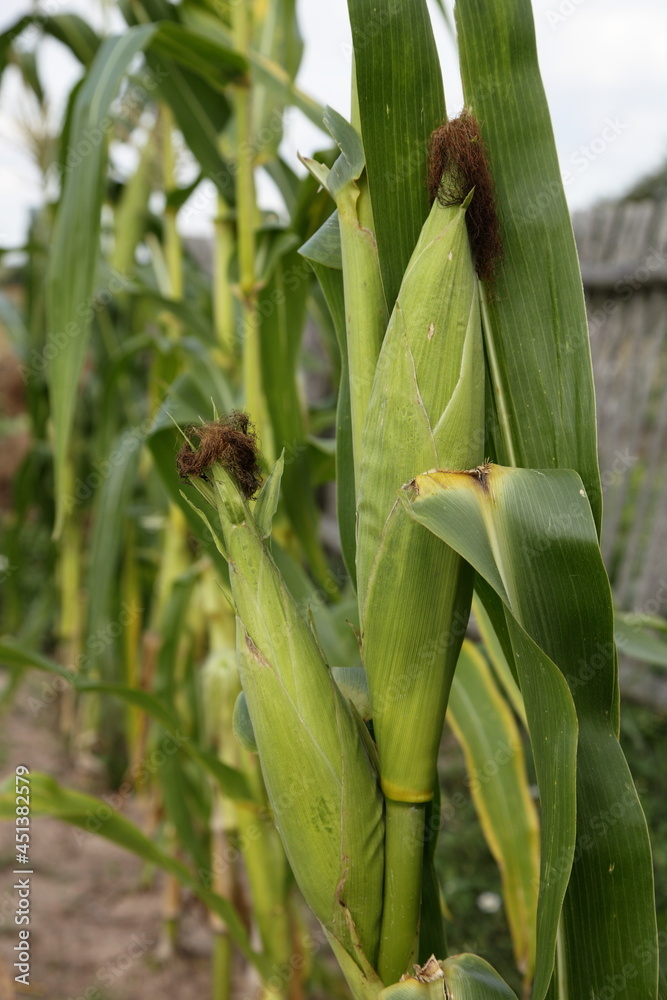 Green ripening ear of corn stems with leaves on rural backyard at Sunny summer day, fresh home-made vegetables in Europe, healthy food farming Green ripening ear of corn stems with leaves on rural backyard at Sunny summer day, fresh home-made vegetables in Europe, healthy food farming