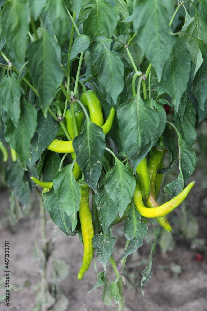 Green ripe chili peppers on the branches on leaves background in the garden bed - rural healthy food, subsistence farming, agriculture in Europe, vegetable growing