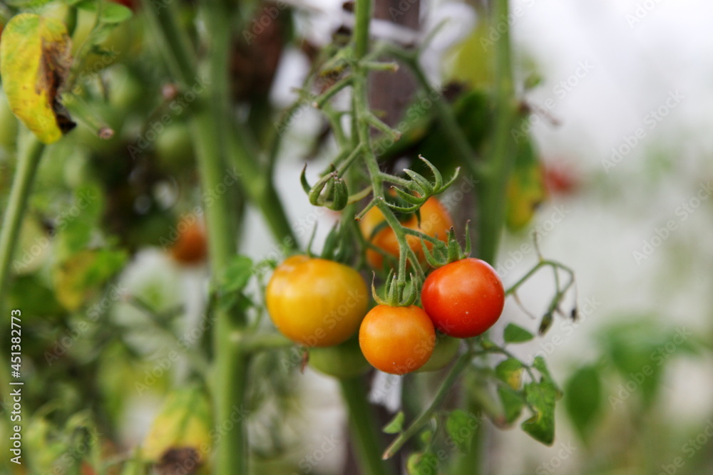 Yellow red tomatoes on a branches with leaves in greenhouse, fresh home-made vegetables, healthy food gardening in Europe Yellow red tomatoes on a branches with leaves in greenhouse, fresh home-made vegetables, healthy food gardening in Europe