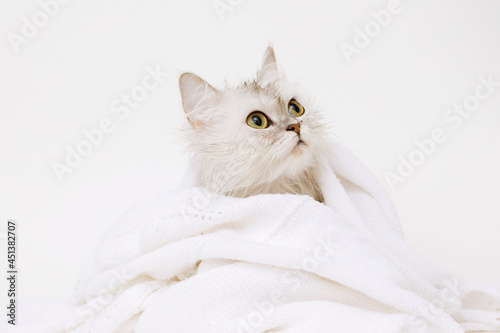 Funny large longhair white cute kitten with beautiful big eyes. Pets and lifestyle concept. Lovely fluffy cat sitting in soft plaid on white background.