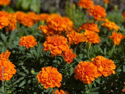 orange flowers in the garden © madk