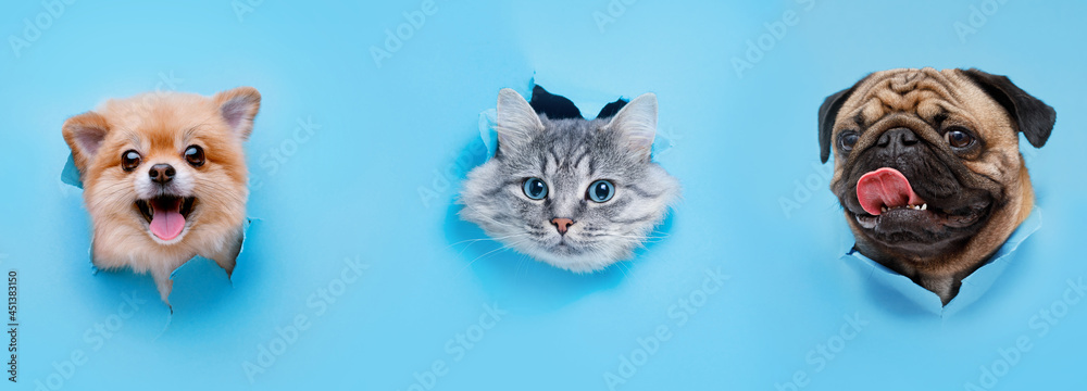 Funny gray kitten and smiling dogs with beautiful big eyes on trendy blue background. Lovely fluffy cat, puppy of pomeranian spitz and pug climbs out of hole in colored background.