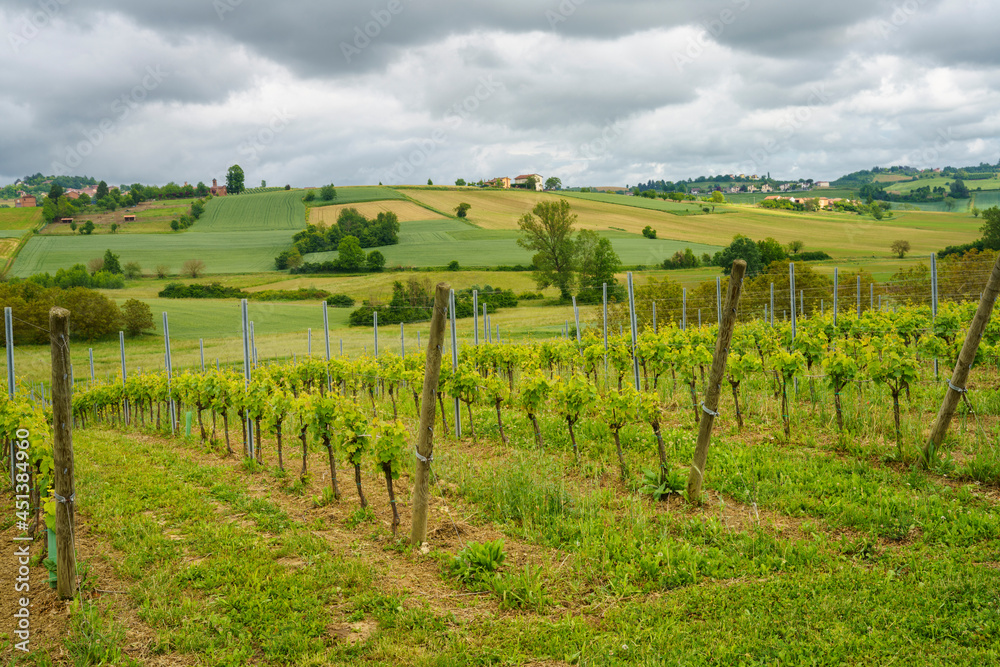 Obraz premium Landscape of Monferrato near Calliano at springtime