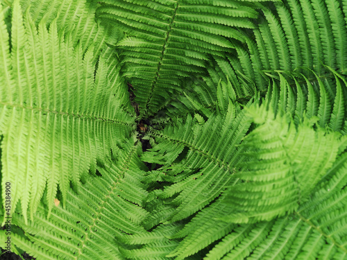 fern leaf background