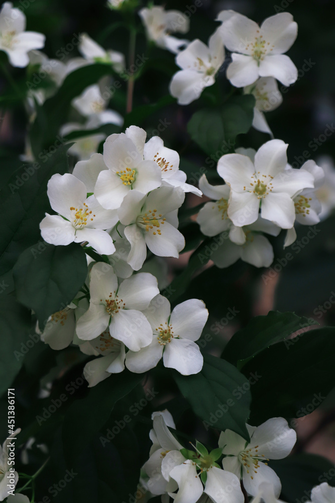 Fototapeta premium Closeup view of beautiful blooming white jasmine shrub outdoors