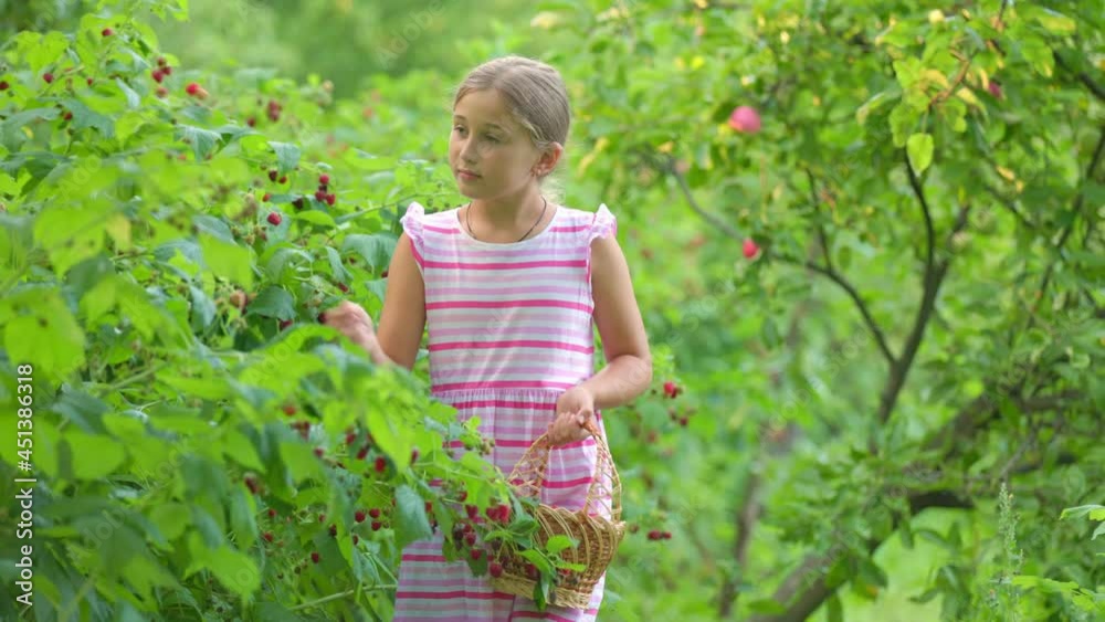 girl picks raspberries in the garden girl picks raspberries in the garden