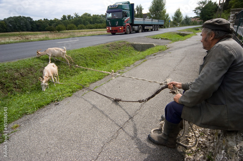 A man with grazing goats beside a motorway. photo