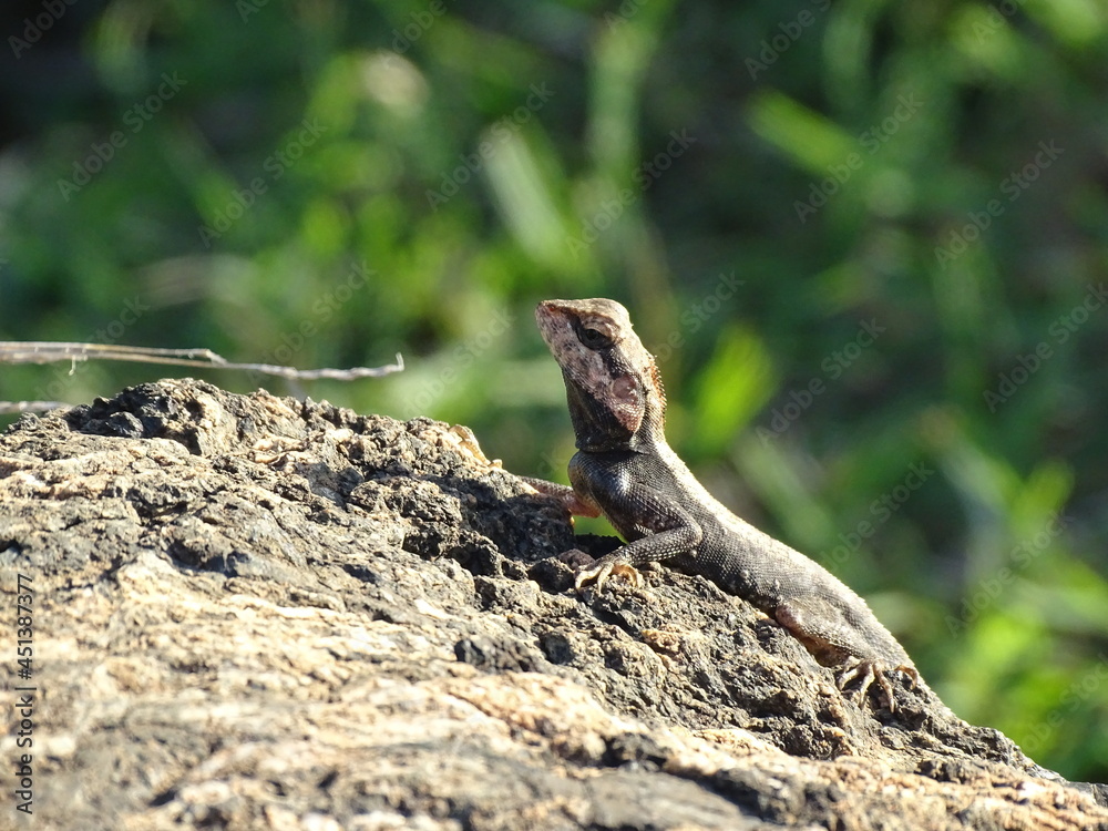 Mountain Rock Lizard