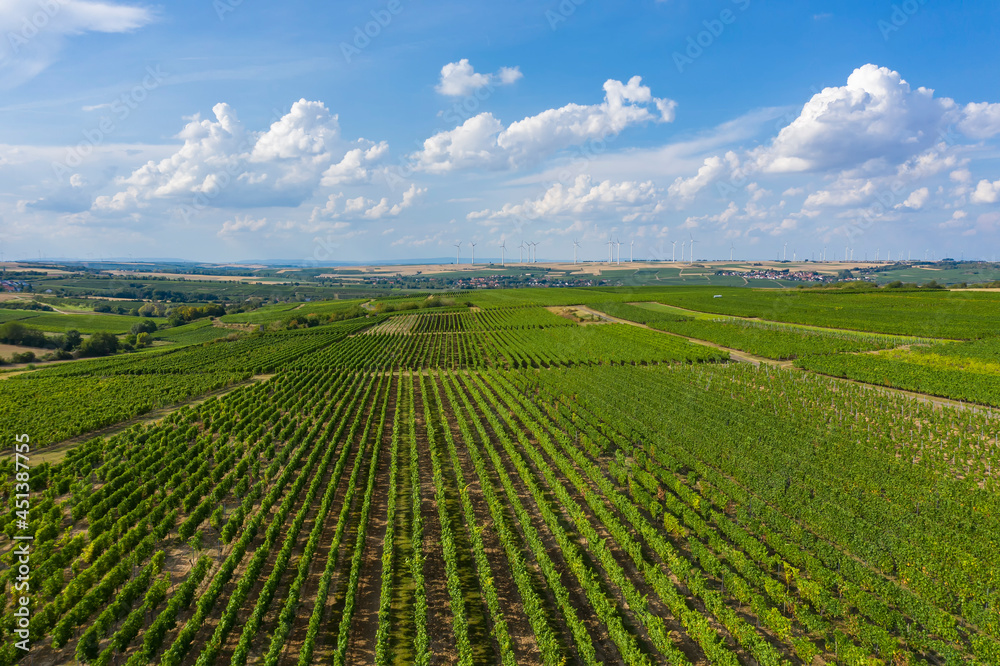 Bird's eye view of the vineyards in Rheinhessen / Germany in summer 