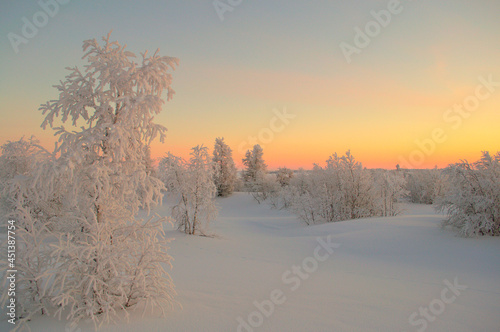 birch on the background of a northern sunset © дмитрий февралев