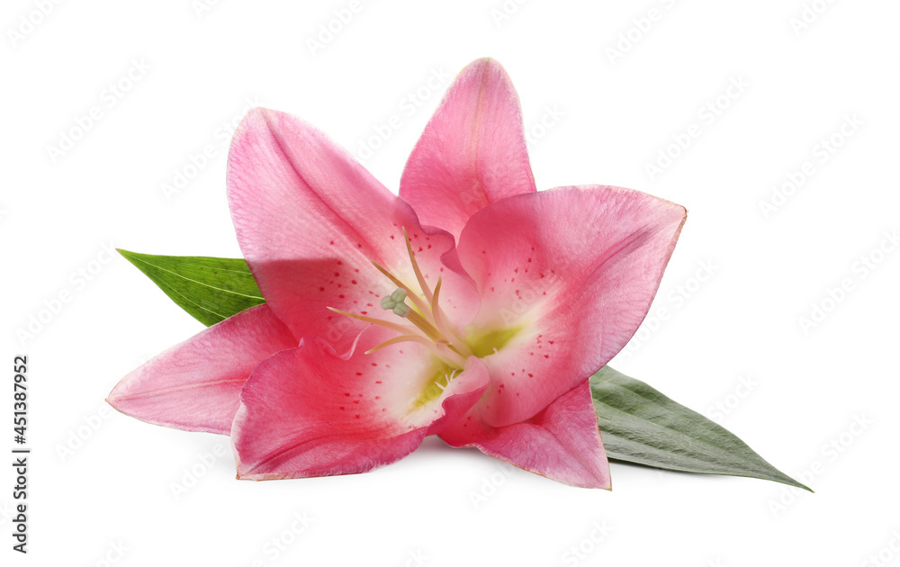 Beautiful pink lily flower isolated on white Beautiful pink lily flower isolated on white