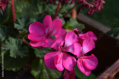 Flowers