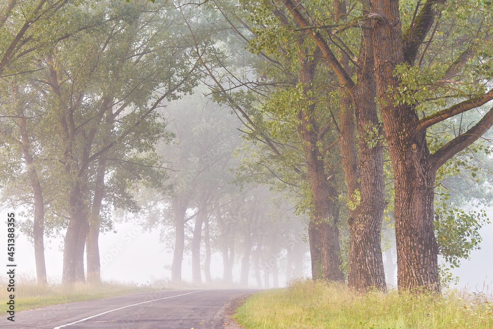 Rural Asphalt road, summer foggy morning. Big trees valley