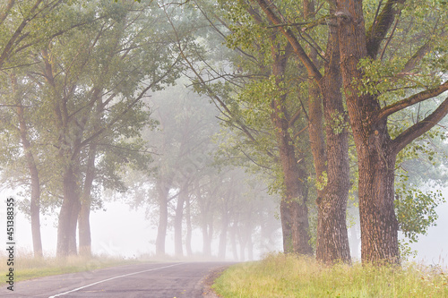 Obraz na płótnie Rural Asphalt road, summer foggy morning. Big trees valley w salonie