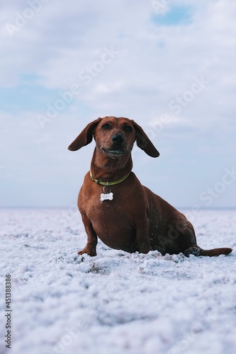 Closeup dachshund is sitting on the salt lake beach. Dog is laying on the white salt beach. Dachshund on the vacation.