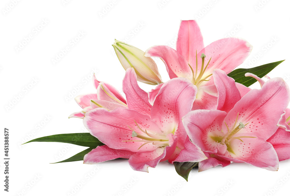 Beautiful pink lily flowers on white background