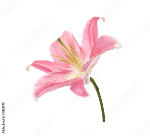 Beautiful pink lily flower isolated on white