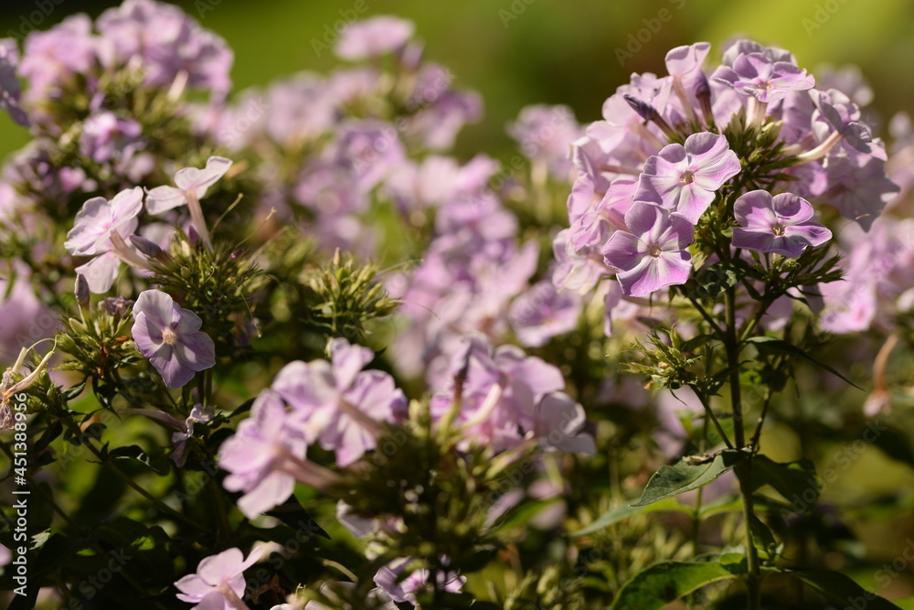 Phlox blooming pastel pink, phlox bokeh flowers, floral summer garden background.