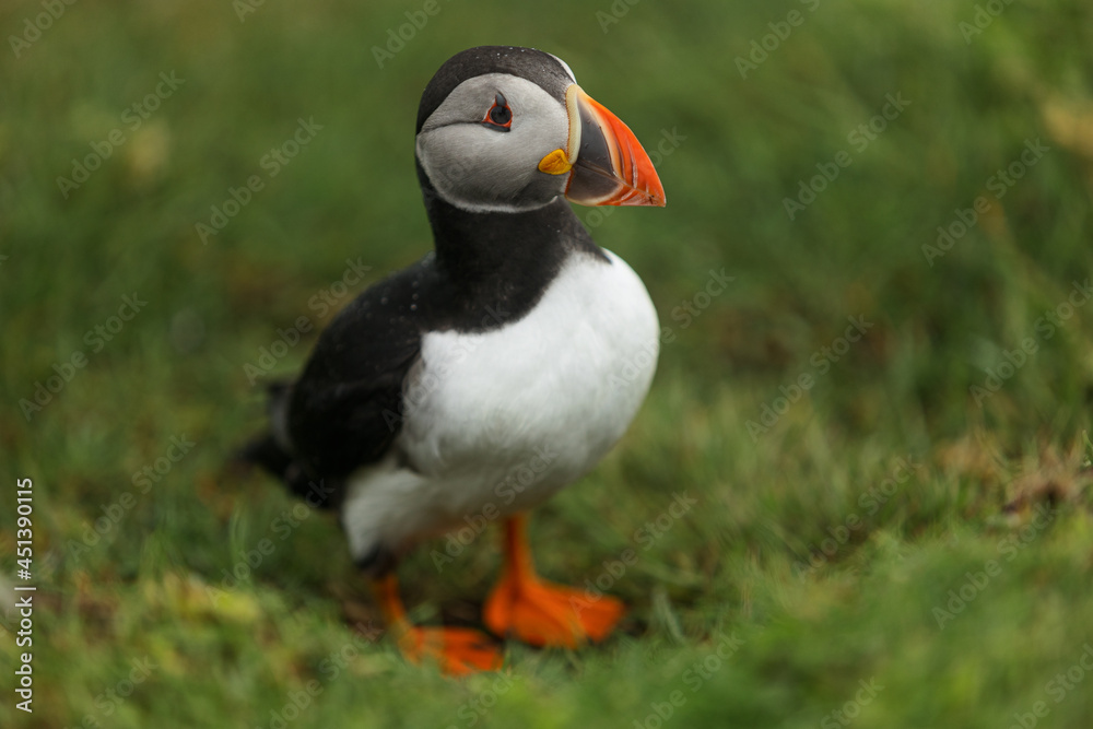 Naklejka premium puffin portrait