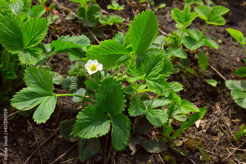 strawberries bloom with white flowers