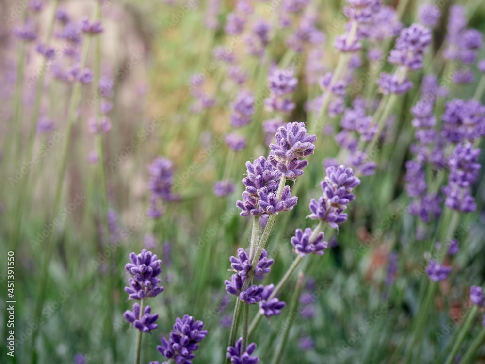 Naklejka premium Soft focus on lavender flowers.