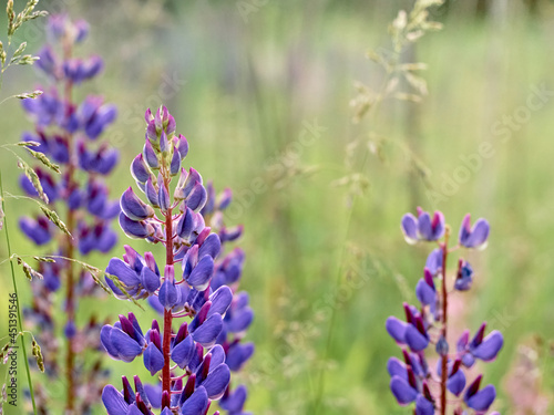 Lupin flowers blooms in the field.