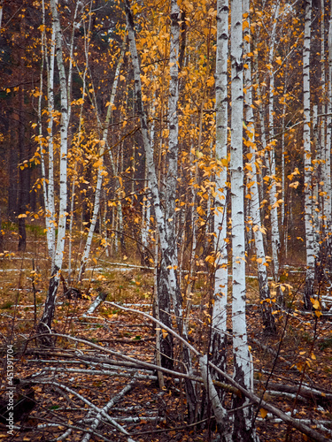 Autumn forest with yellow birches.