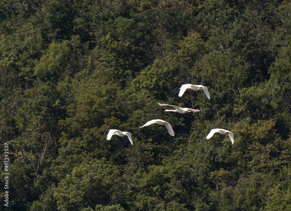 Fototapeta premium swans in the sky over the river