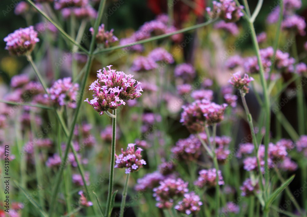 Blooming Purple Vervain