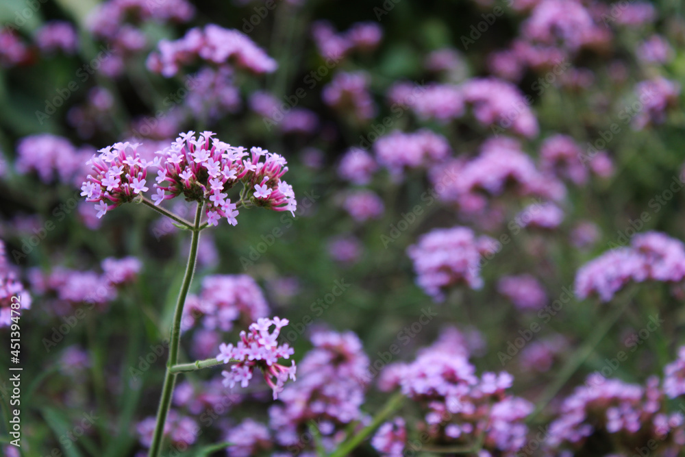 Fototapeta premium Flowering Purple Vervain