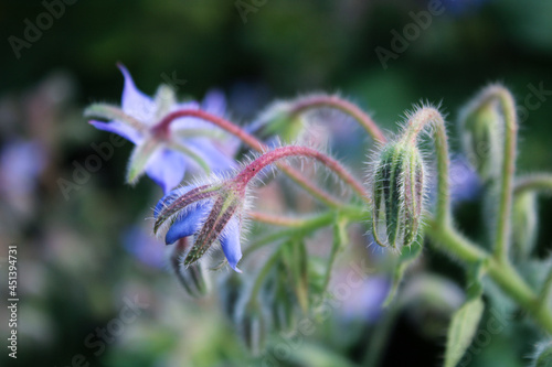 Blue Blossoming Borage Plant