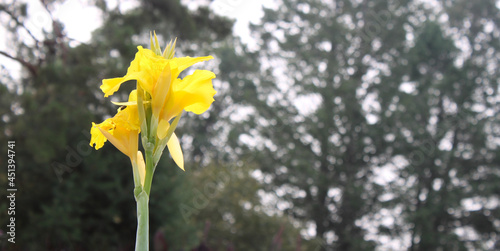Tall Blossoming Yellow Flower