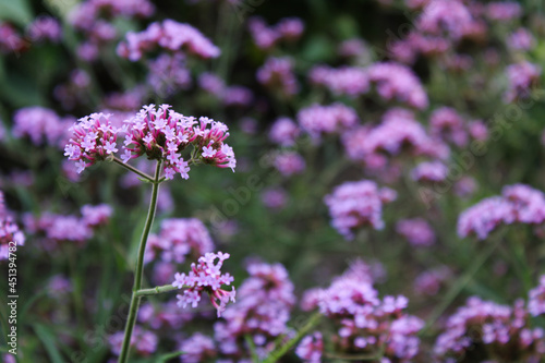 Flowering Purple Vervain