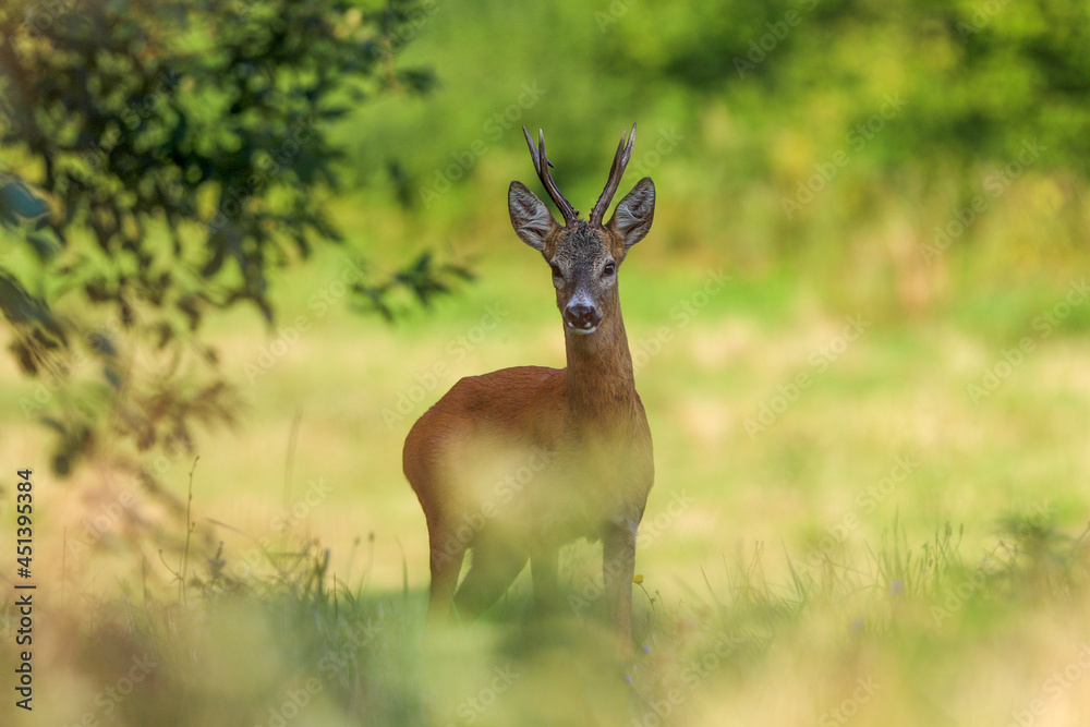 Roe deer, capreolus capreolus during rutting season. Male on nice meadow with beautiful background Roe deer, capreolus capreolus during rutting season. Male on nice meadow with beautiful background