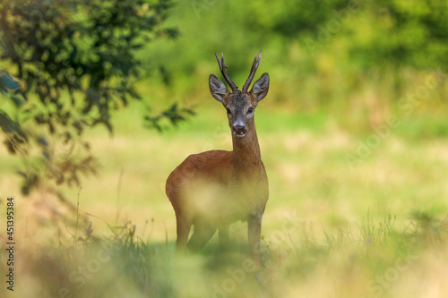 Roe deer  capreolus capreolus during rutting season. Male on nice meadow with beautiful background