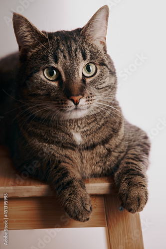 Close up cat portrait with dramatical light. Cat lying on the wooden stand. Focus on the eye