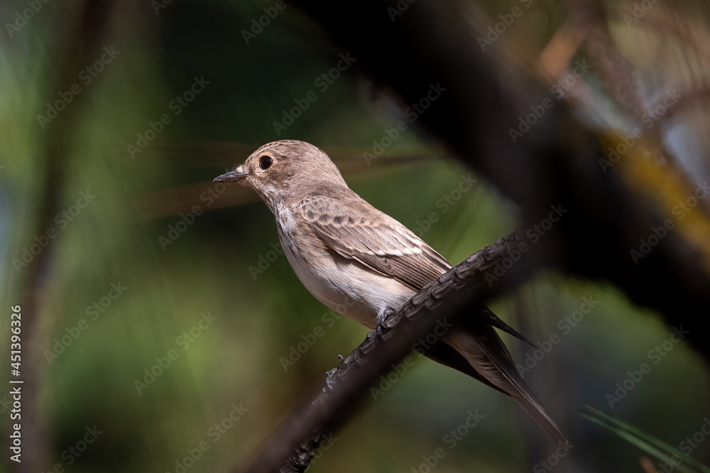 Muscicapa striata sit on tree
Spotted flycatcher sit on branch Volgograd region, Russia. Muscicapa striata sit on tree
Spotted flycatcher sit on branch Volgograd region, Russia.