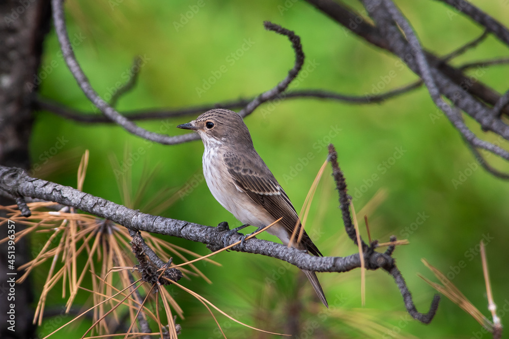 Muscicapa striata sit on tree
Spotted flycatcher sit on branch Volgograd region, Russia. Muscicapa striata sit on tree
Spotted flycatcher sit on branch Volgograd region, Russia.